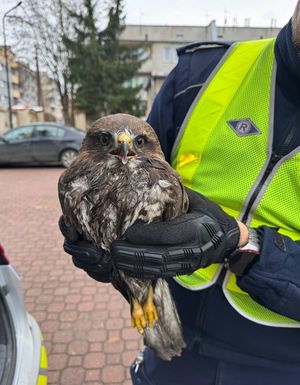 policjanci trzymają w rękach uratowanego ptaka