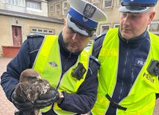 policjanci trzymają w rękach uratowanego ptaka