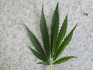 liście marihuany