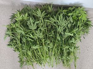 zabezpieczone krzewy