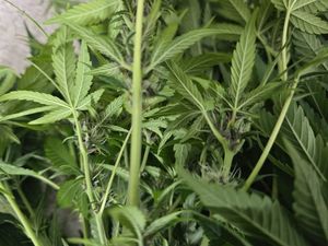 zabezpieczone krzewy z bliska