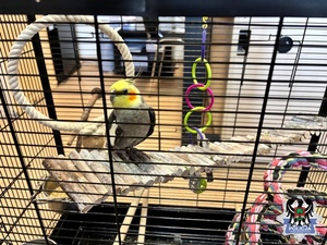 Mundurowi z sercem – wałbrzyscy policjanci zaopiekowali się papugą seniorki