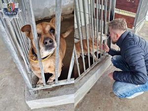 Pieski w schronisku i mężczyzna kucający przed klatką