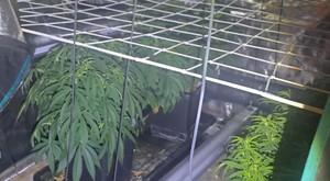 Kryminalni z Bolesławca wycofali z rynku kilogram marihuany oraz zlikwidowali nielegalną uprawę konopi