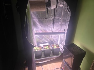 Kryminalni z Bolesławca wycofali z rynku kilogram marihuany oraz zlikwidowali nielegalną uprawę konopi