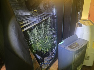 Kryminalni z Bolesławca wycofali z rynku kilogram marihuany oraz zlikwidowali nielegalną uprawę konopi