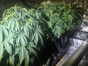 Kryminalni z Bolesławca wycofali z rynku kilogram marihuany oraz zlikwidowali nielegalną uprawę konopi