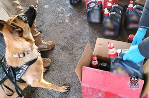 pies służbowy wskazuje narkotyki