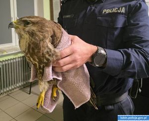 Policjanci z Lubina uratowali rannego myszołowa