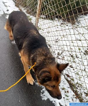 uratowany pies idzie na smyczy poboczem