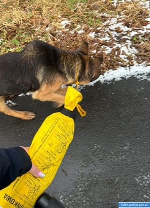 pies idący chodnikiem na smyczy