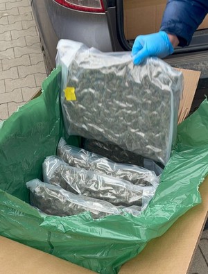 Kolejne skuteczne uderzenie ząbkowickich policjantów w przestępczość narkotykową. 59 kilogramów marihuany nie trafi na rynek