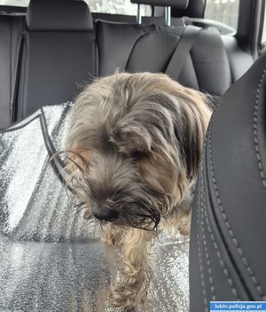 Dzielnicowi pomogli wychłodzonemu psu. Apel do właścicieli zwierząt