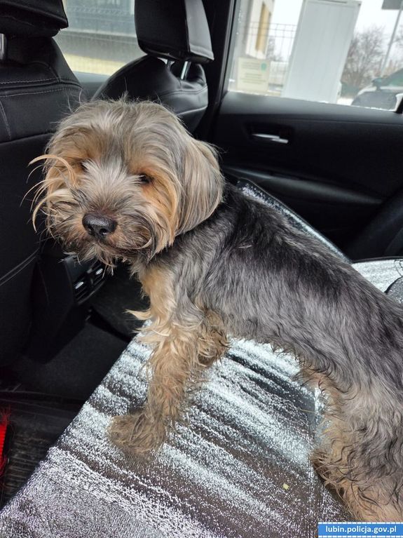 Dzielnicowi pomogli wychłodzonemu psu. Apel do właścicieli zwierząt