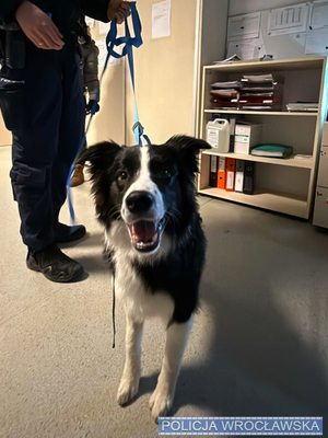 Znęcał się nad psem na oczach świadków. Zwierzę zostało odebrane, mężczyzna usłyszał zarzuty
