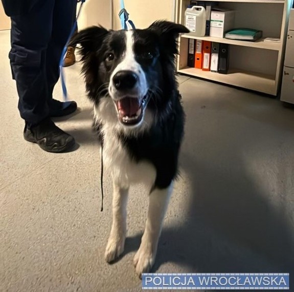Znęcał się nad psem na oczach świadków. Zwierzę zostało odebrane, mężczyzna usłyszał zarzuty