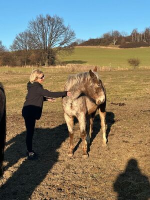 kobieta głaszcze konia