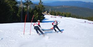 dwaj narciarze podczas konkurencji zwożą człowieka na noszach z góry