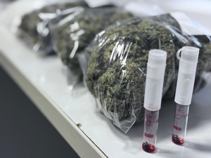 susz marihuany w woreczkach