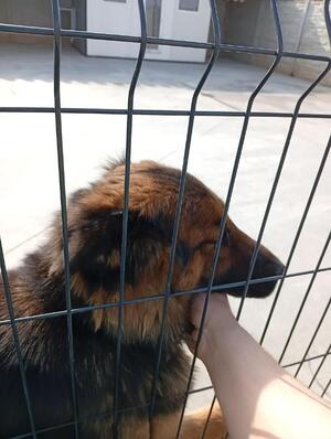 Policjant z sercem - interwencja, która zakończyła się adopcją