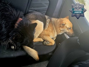 dwa psy na siedzeniu w samochodzie