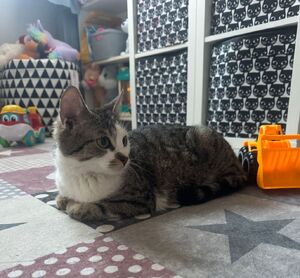 kot leżący na kafelkach