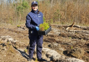 policjanci podczas akcji sadzenia lasu e mundurach przy sadzonkach