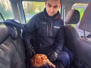 Na zdjęciu widzimy policjanta siedzącego w samochodzie, który trzyma w rękach ranną sowę