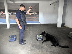 Zdjęcia z mistrzostw kynologicznych. Policyjni przewodnicy z psami