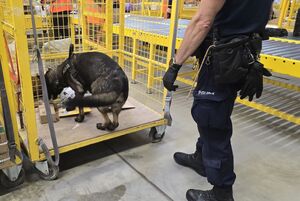policjanci kontrolują paczki wysłane kurierem, a w nich narkotyki