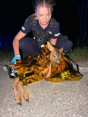 Na zdjęciu widać umundurowana policjantkę z sarną leżącą na drodze.