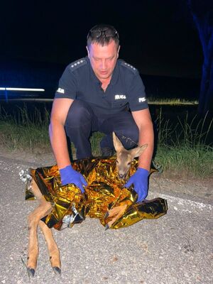 Na zdjęciu widać umundurowanego policjanta z sarną, która leży na drodze.