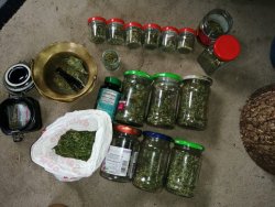 Zdjęcie przedstawia całość zgromadzonego suszu marihuany w słoikach, woreczku i innych pojemnikach