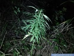Zdjęcie w nocy, krzew konopi indyjskiej rosnący  w trawie