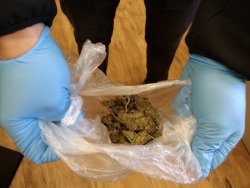 Zabezpieczona marihuana którą trzyma policjant w rękawiczkach