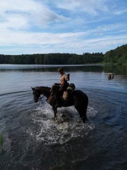 Policjant sierż. Marcin Dardziński na z koniu stojącym w wodzie nad jeziorem