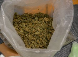 Na zdjęciu widoczna marihuana w otwartym woreczku foliowym.