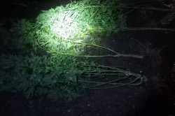 Zdjęcie zrobione nocą, na którym widać oświetlone latarka ścięte krzewy konopi indyjskiej.