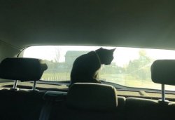 Kot siedzący z tyłu w policyjnym radiowozie.