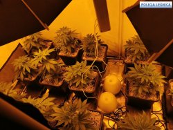 Na zdjęciu krzewy marihuany w doniczkach znajdujące się w specjalnym pomieszczeniu.