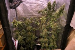 Zdjęcie przedstawia cztery krzewy marihuany w zaawansowanej fazie wzrostu. Znajdują się one w materiałowej szafie, z przystosowanym oświetleniem i ogrzewaniem.