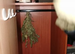 Na zdjęciu ścięty krzew marihuany suszący się w szafie.