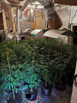sadzonki marihuany na plantacji