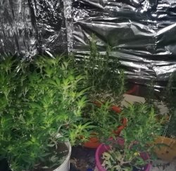 krzewy marihuany w doniczkach zabezpieczone przez policjantów