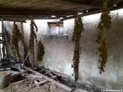 Na zdjęciu widać suszące się krzewy konopi indyjskich zawieszone pod drewnianym dachem. W tle ściana budynku gospodarczego.