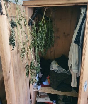 suszące się krzaki marihuany w szafie