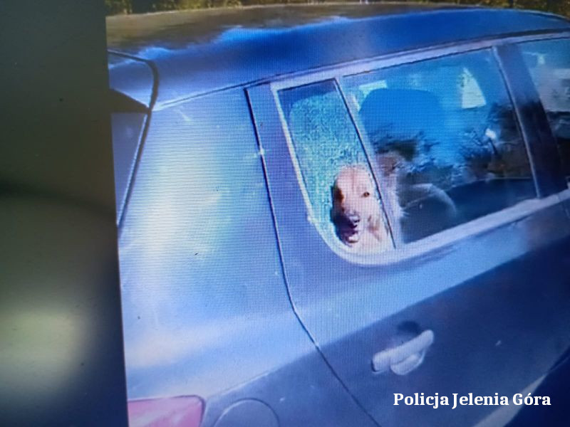 Szybka reakcja policjantów ze Szklarskiej Poręby uchroniła zwierzę przed tragedią