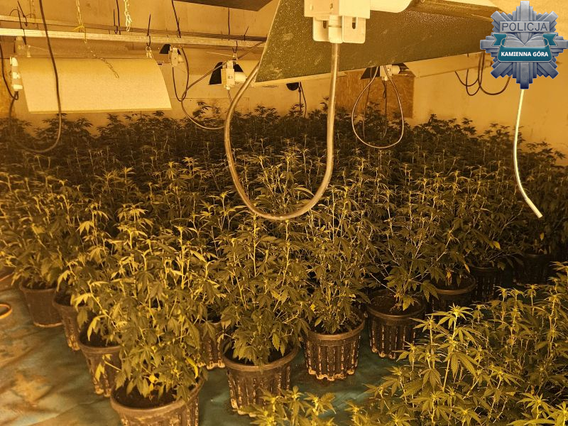 Kamiennogórscy policjanci zabezpieczyli narkotyki o czarnorynkowej wartości ponad miliona złotych!
